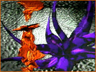 Triune - Karen McCann